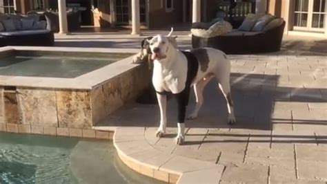 Un Chien Sourd S Est Fait Dire Qu Il N Tait Pas Autoris Entrer Dans