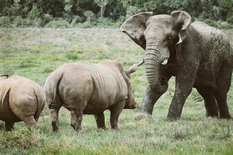 Rhino And Elephant Fight