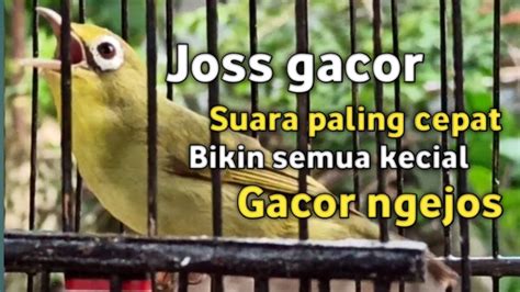 Suara Kecial Kuning Gacor Joss Satu Ini Paling Cepat Bikin Semua