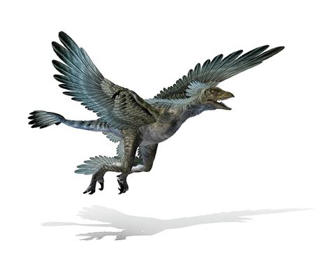 Microraptor Dinosaur Photograph by Mikkel Juul Jensen - Pixels