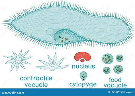 Educational Game: Assembling Paramecium Caudatum from Ready-made ...