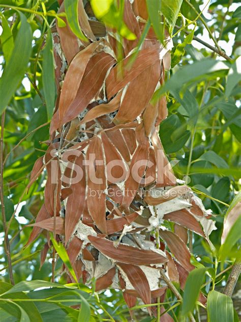 Fire Ants Nest Made With The Leaves of Tree stock photos - FreeImages.com