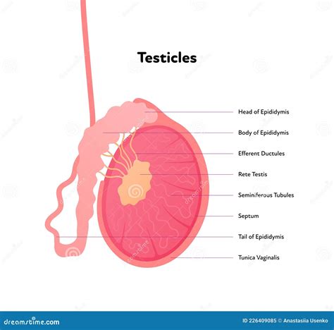 Human Testicle Diagram