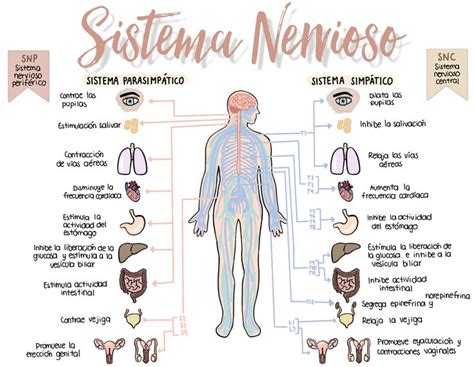 Diagram Of The Human Nervous System In Spanish