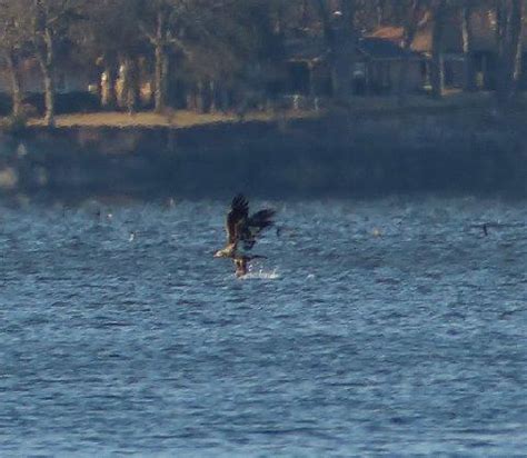 Wildlife on Grand Lake | City of Grove Oklahoma