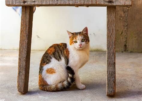 360 Cat Under The Table Stock Photos Pictures And Royalty Free Images