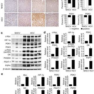 HCV Infection Increases The Levels Of Enzymes Involved In Glycolysis