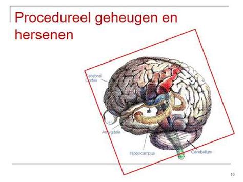 Semantisch En Procedureel Geheugen YouTube