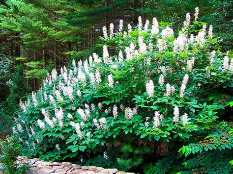 Bottlebrush Buckeye For Sale | The Tree Center