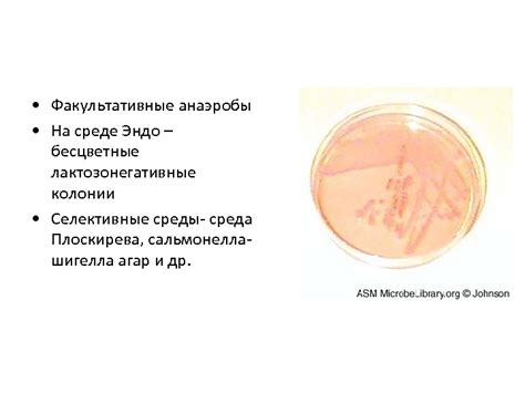 Возбудители брюшного тифа и паратифов Enterobacteriaceae Род Salmonella