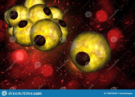 Adipocytes Lipocytes And Fat Cells Illustration Depicting Structure