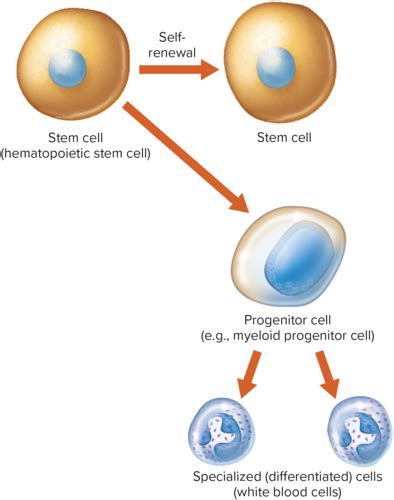 Chapter 3 Stem And Progenitor Cells Flashcards Quizlet