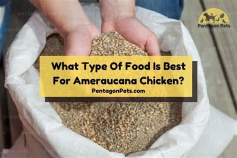 How To Raise And Care For Ameraucana Chicken Pentagon Pets