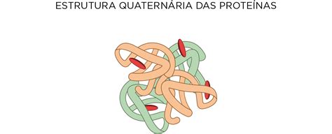 Estrutura Quaternaria Do Diagrama De Proteinas