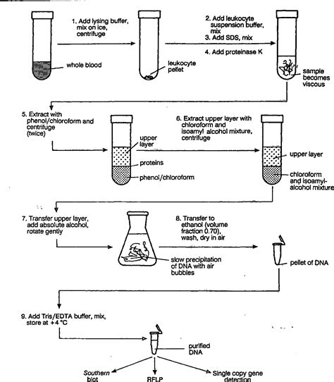 Dna Extraction Using Phenol Chloroform