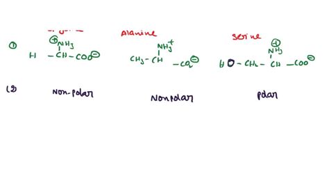 Solved Report Sheet Amino Acids Amino Acids Condensed Structural Formulas Fonized Of Amino