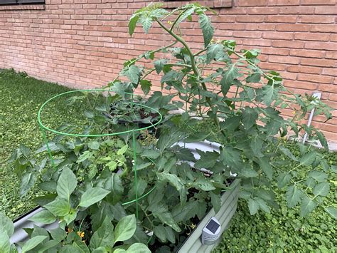 Pests On My Tomato Plant Rhoustongardening
