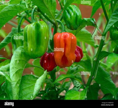 Scotch Bonnet Also Known As Bonney Peppers Or Caribbean Red Peppers