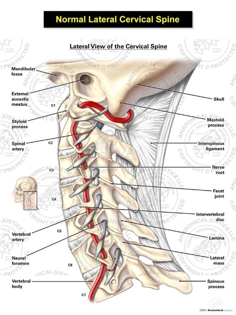 Normal Lateral Cervical Spine And Arteries