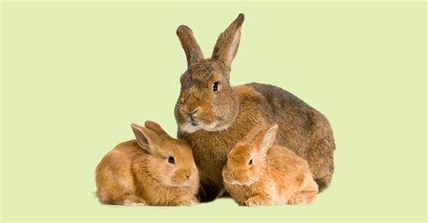 Why Is Neutering So Important For Rabbits