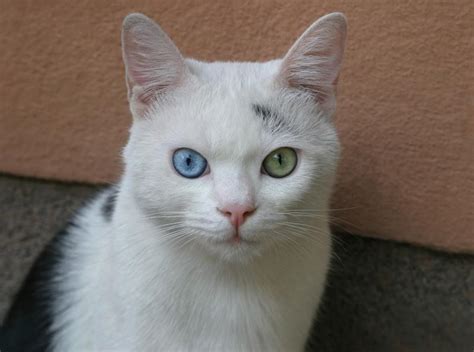 7 Beautiful Cat Eye Colors & How Rare They Are | LoveToKnow Pets