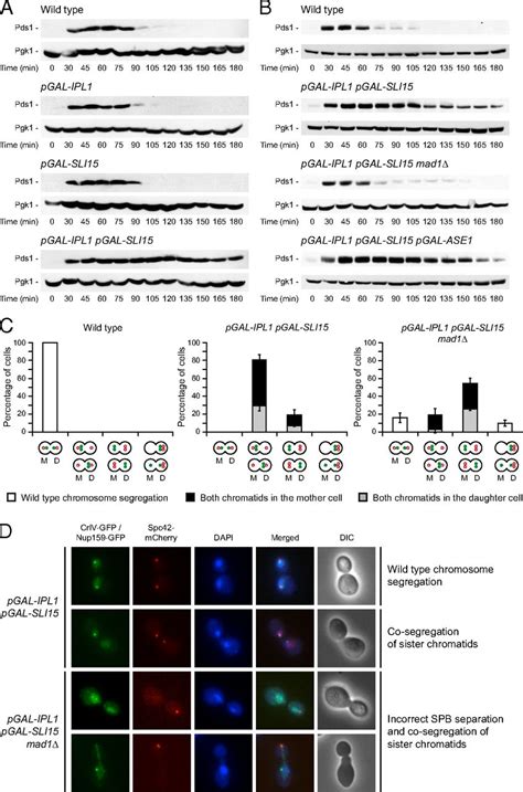 Increased Aurora B Activity Causes Continuous Disruption Of Kinetochore