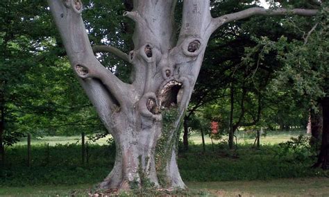 Scariest Tree In The World Suffolk 70ft Beech With Wonky Eyes Daily