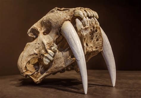 Tigre Dai Denti A Sciabola Esemplare Di Milioni Di Anni