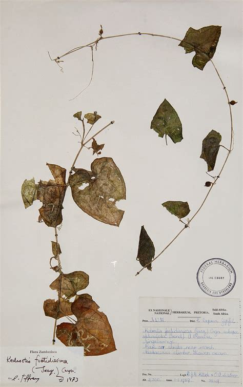 Flora Of Zambia Species Information Individual Images Kedrostis