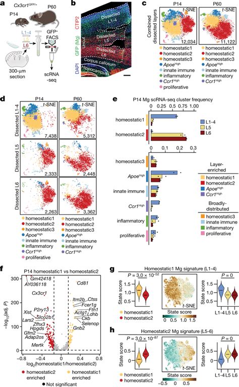 Microglia Display Cortical Laminar Heterogeneity A Schematic Of S1