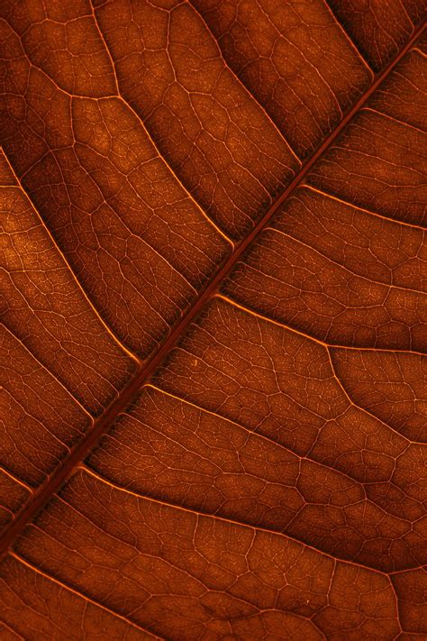 Macro Structure Brown Leaflet Veins Hd Phone Wallpaper Pxfuel