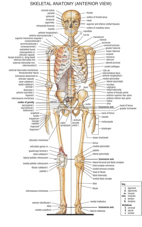 Corpo Umano Anatomical Chart Sistema Muscolare Poster A Casa Della