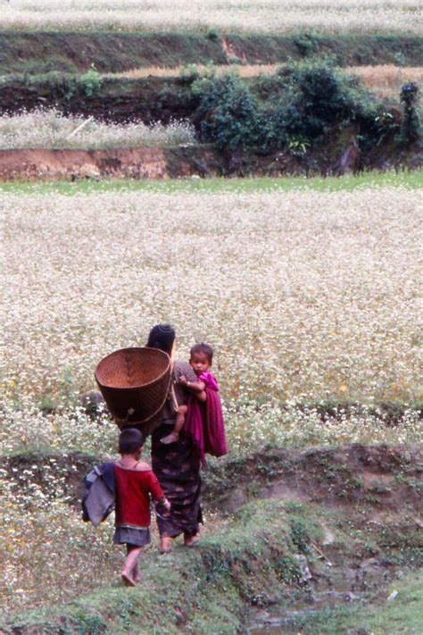 Rural Village Life in Tibet Editorial Photography - Image of field ...