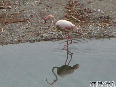 Albenga Fenicottero Rosa Vive Sulle Rive Del Centa Ivg It