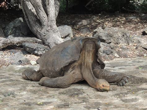 Hood Island Tortoise