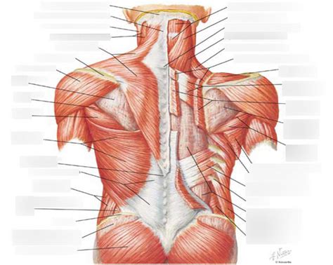 Whole Superficial Back Muscles Diagram Quizlet