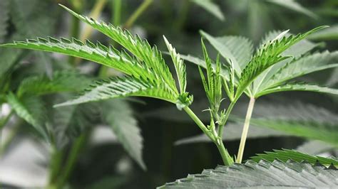 US approves first marijuana plant-derived drug for epilepsy