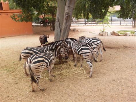 Zoo Córdoba O Que Ver Em Córdoba