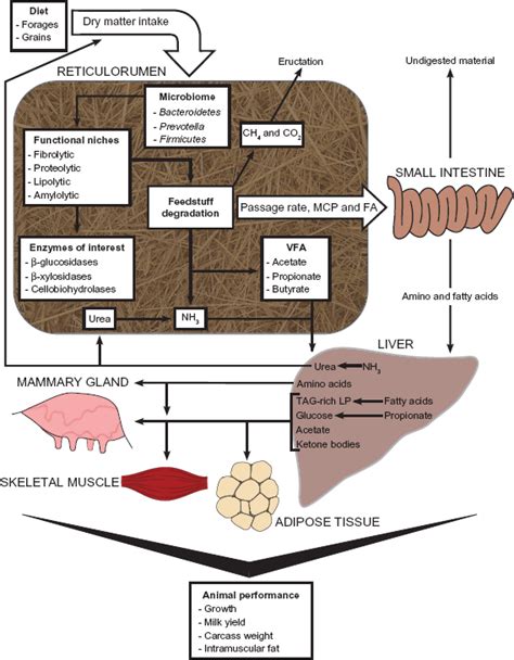 The Link Between Nutrition Metabolism And The Rumen Microbiome Diet