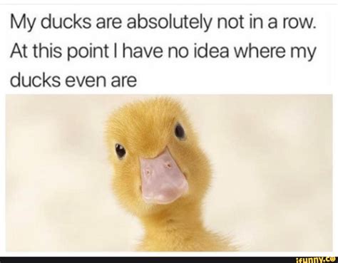 My Ducks Are Absolutely Not In A Row At This Point I Have No Idea