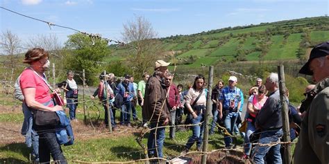 Laudenbacher Weinerlebniswanderung Weinort Laudenbach