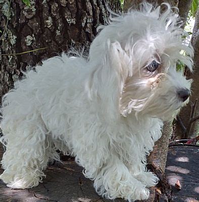 Manchester NH Maltese Poodle Miniature Meet Tony PENDING A Pet