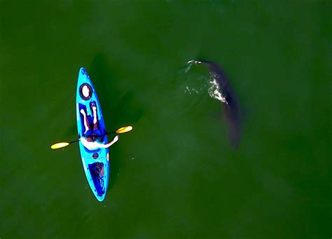 Paddling In The Company Of Great Whites