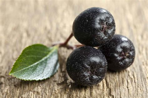 What Are Aronia Berries