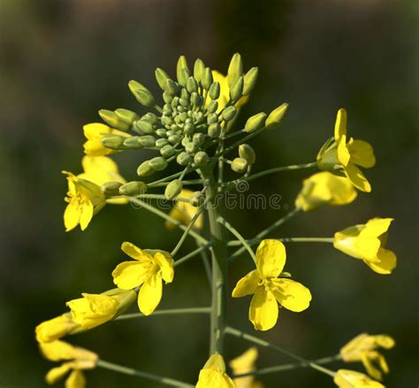 Planta E Flores Da Mostarda Foto De Stock Imagem De Verde Nave 28291404