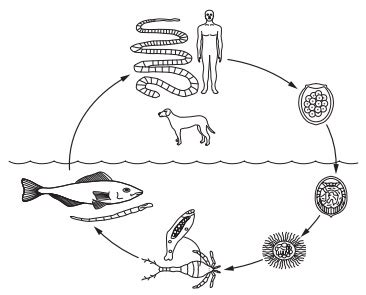 Food Borne Parasites