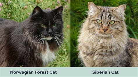 Norwegian Forest Cat Vs Siberian Cat Visual Differences And Overview With Pictures Hepper