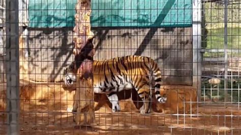 Cyprus Paphos Tigers With Cubs At The Zoo Кипр Пафос Тигры с