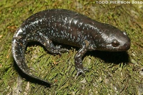 Louisiana Salamander Species Flashcards