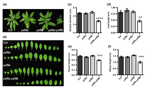 科学网—new Phytologist：拟南芥yaf9蛋白调控植株的开花时间 郝兆东的博文